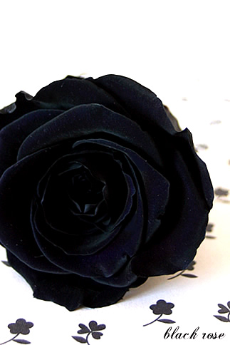 色んな薔薇!_d0124248_10363751.jpg
