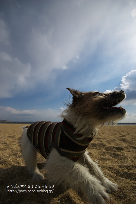 Retriever　on the seashore_c0123759_20312293.jpg