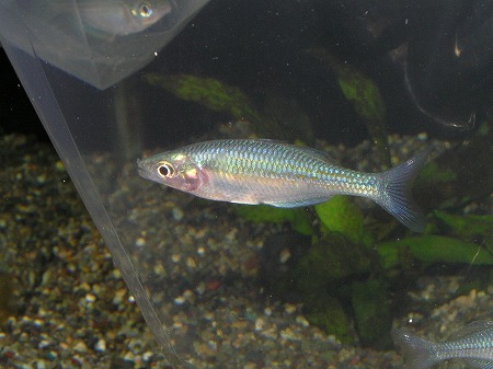 レインボーの美しき世界 リミックス名東店熱帯魚 レインボーの美しき世界 リミックス名東店熱帯魚