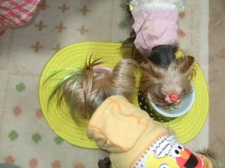 e0120072_1181849.jpg