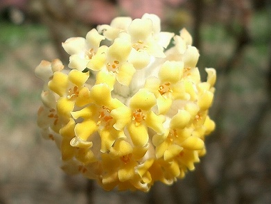 ミツマタ(三椏)、赤花三椏(アカバナミツマタ)_c0085874_13572454.jpg
