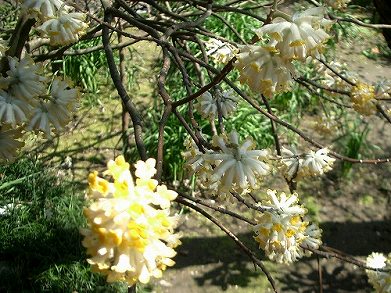 ミツマタ(三椏)、赤花三椏(アカバナミツマタ)_c0085874_13581318.jpg