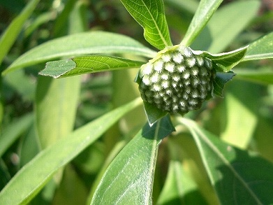 ミツマタ(三椏)、赤花三椏(アカバナミツマタ)_c0085874_140322.jpg