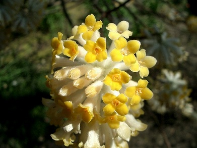 ミツマタ(三椏)、赤花三椏(アカバナミツマタ)_c0085874_1413919.jpg