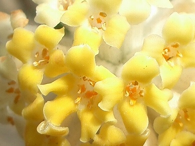 ミツマタ(三椏)、赤花三椏(アカバナミツマタ)_c0085874_1425748.jpg