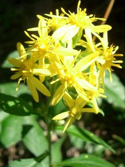 アキノキリンソウ(秋の麒麟草)_c0085874_14345519.jpg