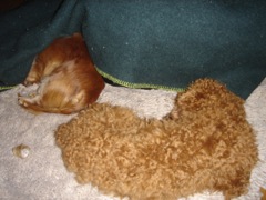 2008年2月15日何事もなく、バレンタインも関係なく。。 _b0098584_23244170.jpg