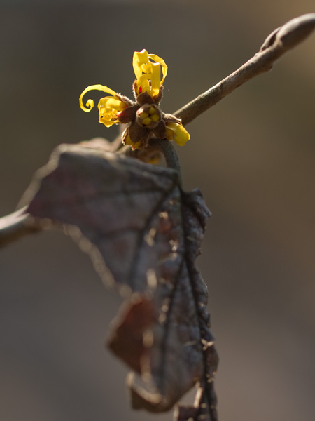 早春の花達_f0002801_21564719.jpg