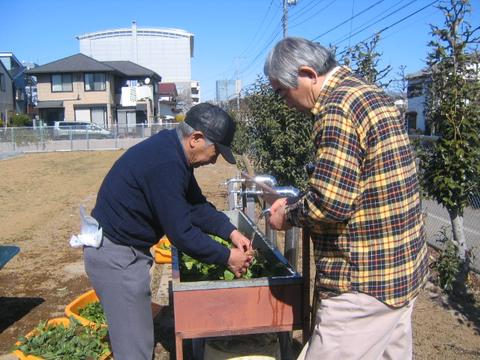 ほうれん草栽培_c0140004_17572570.jpg