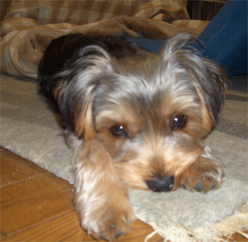c0143711_162007.gif