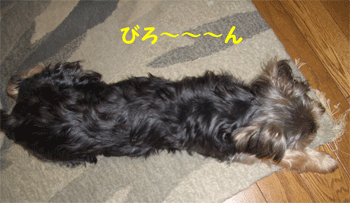 c0143711_1620986.gif