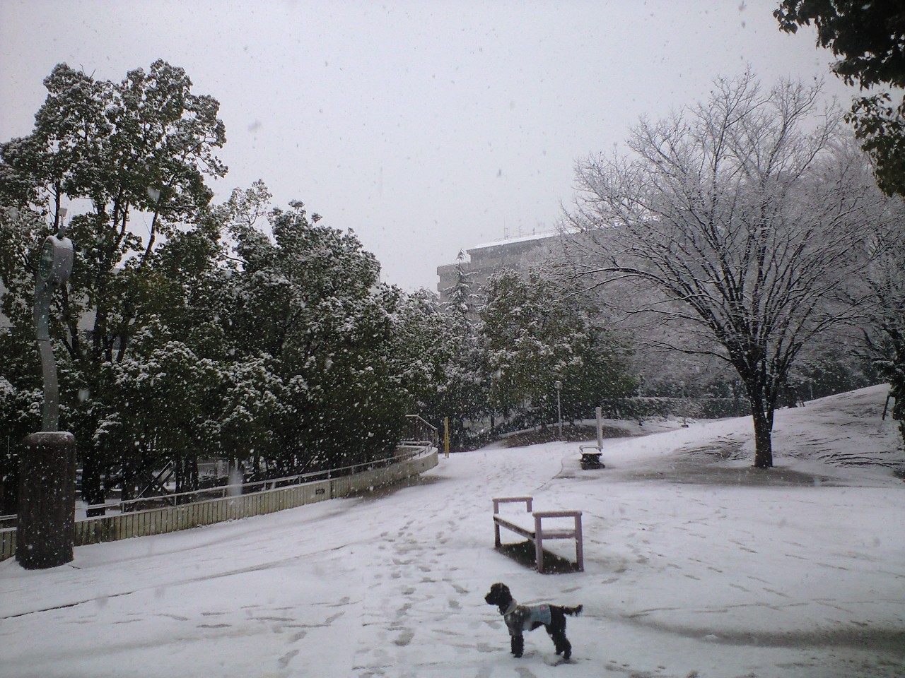 雪♪雪♪_c0131013_15472870.jpg