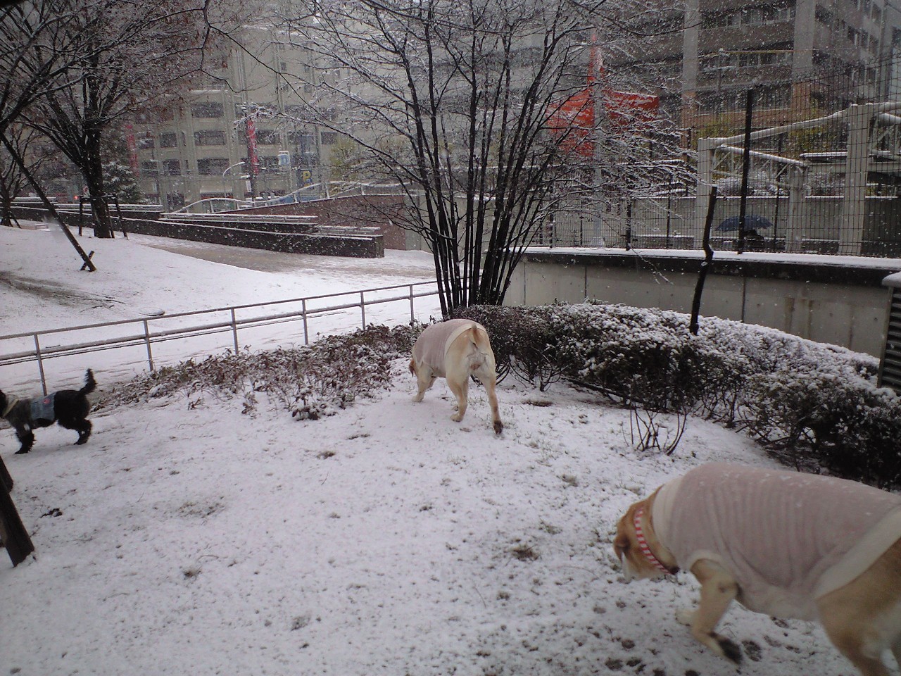 雪♪雪♪_c0131013_15551279.jpg