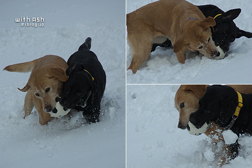 犬は歓び・・・_f0015615_244548.jpg