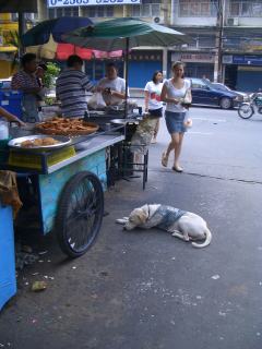 タイ　犬の世界　その２_a0024829_11504138.jpg