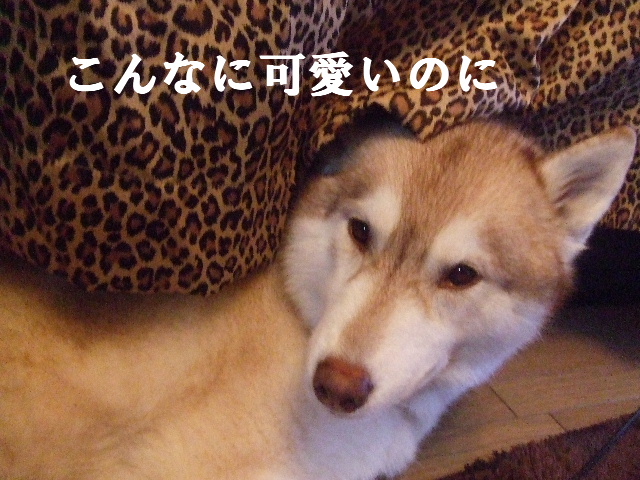 ぽんぽこ狸とごん狐_e0121548_20334334.jpg