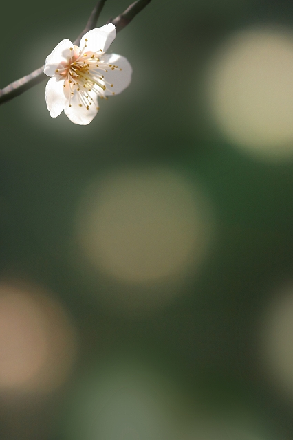 a0060550_23805.jpg