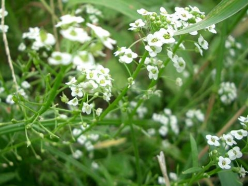 ニワナズナ(スイートアリッサム)_c0085874_15153961.jpg