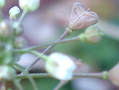 ナズナ(薺、撫菜)_c0085874_1718285.jpg