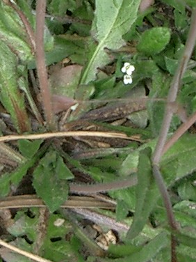 ナズナ(薺、撫菜)_c0085874_17183921.jpg