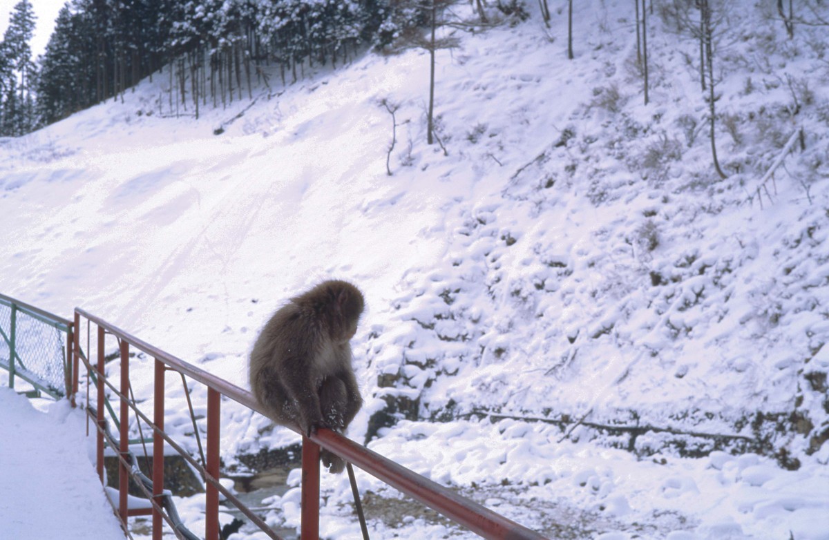 雪の山道を_c0156404_853051.jpg