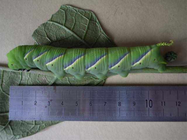 ゴーヤのつるにしがみついていた青虫 昆虫ブログ むし探検広場