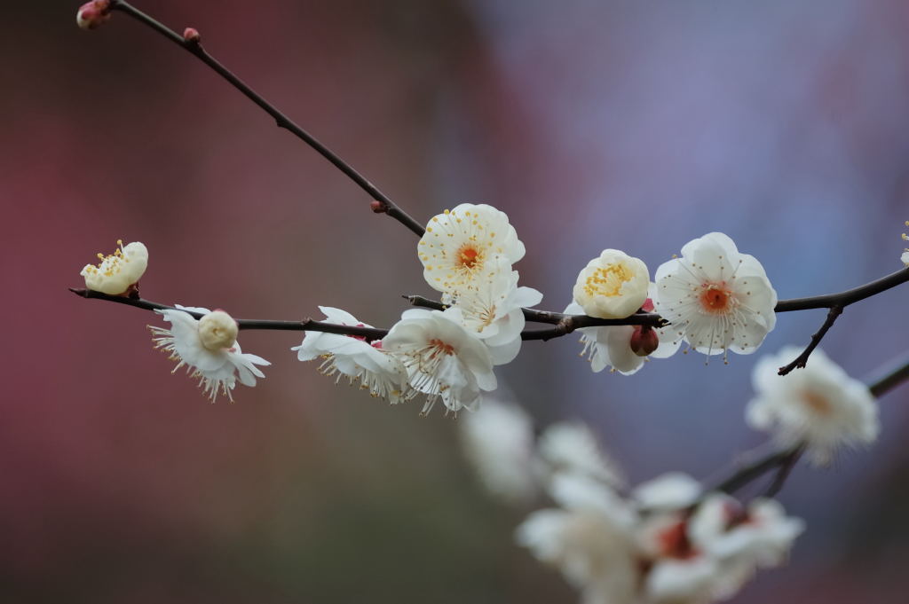 梅の花など。_e0098619_226413.jpg