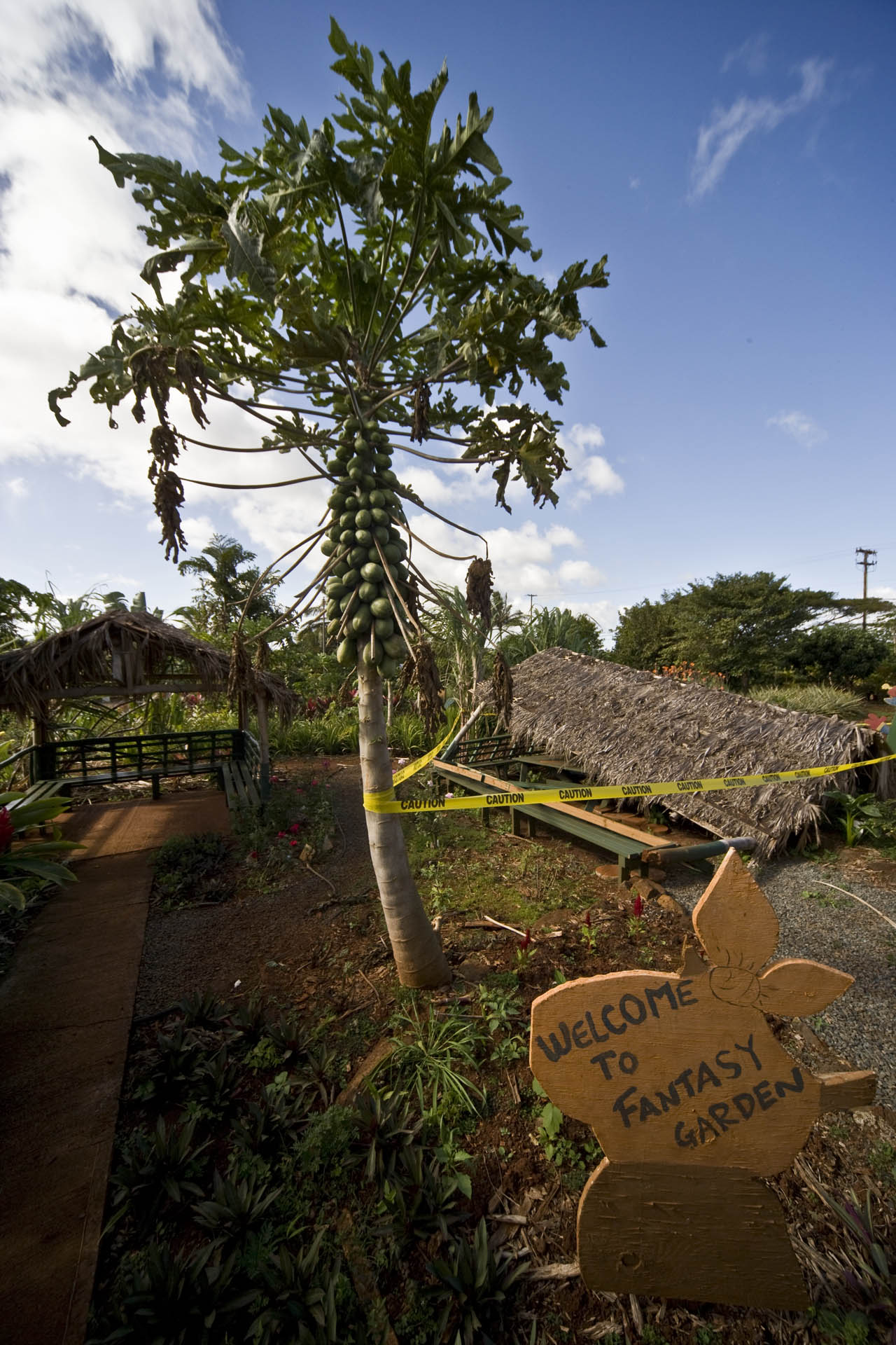 Dole plantation_d0073620_21352314.jpg