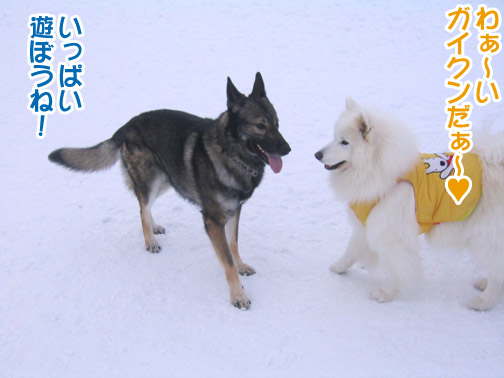 楽しかったり、嬉しかったり、そして悲しかったり..._a0044521_137538.jpg