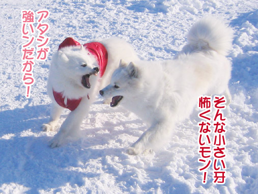 楽しかったり、嬉しかったり、そして悲しかったり..._a0044521_1401185.jpg