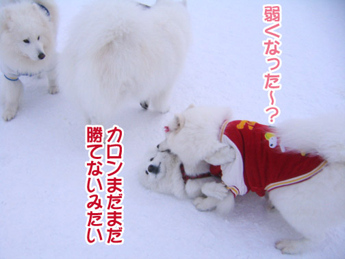 楽しかったり、嬉しかったり、そして悲しかったり..._a0044521_1422276.jpg