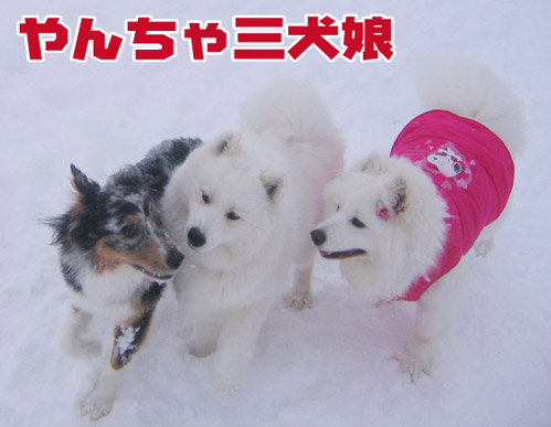 楽しかったり、嬉しかったり、そして悲しかったり..._a0044521_1445312.jpg