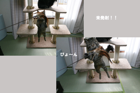 猫ミサイル_a0093825_932558.jpg