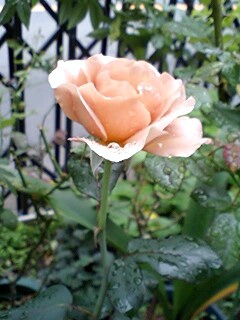 2007 roses and roses_d0098325_21563210.jpg