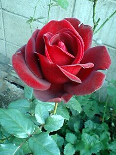 2007 roses and roses_d0098325_21592857.jpg