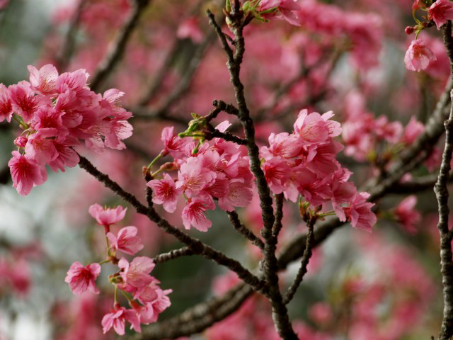 琉球寒緋桜を求めて...本部(モトブ）・八重岳近辺(Ⅳ）_f0103534_19432995.jpg