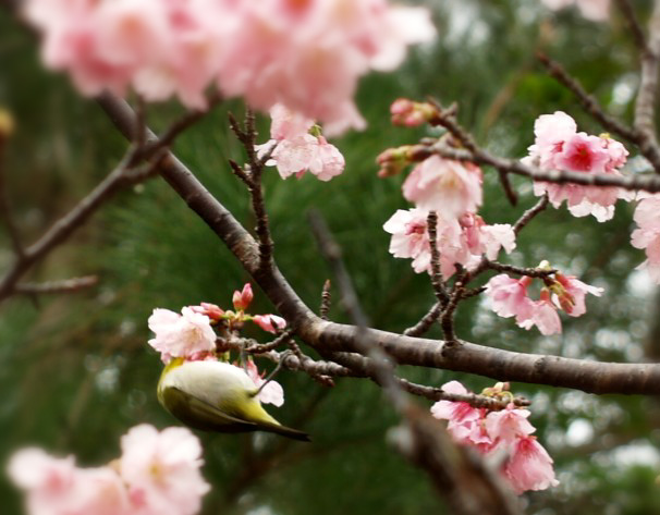 琉球寒緋桜を求めて...本部(モトブ）・八重岳近辺(Ⅳ）_f0103534_19435249.jpg