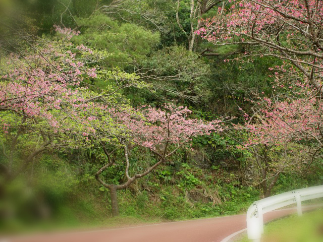 琉球寒緋桜を求めて...本部(モトブ）・八重岳近辺(Ⅳ）_f0103534_19441691.jpg