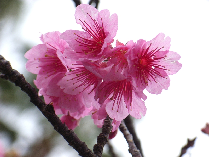 2月17日(日) いってきました日本最南端島 その3_d0082944_12133139.jpg