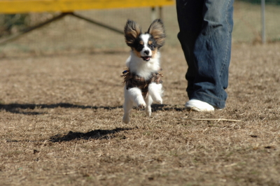 愛犬撮影会　千葉会場_e0115747_168995.jpg