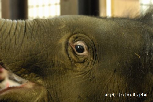 王子動物園サポーターズデイ_b0024758_1381956.jpg