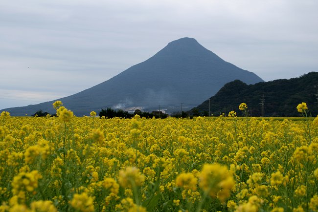 黄色い絨毯・・・「いぶすき菜の花ウォーク・その７」_d0030373_16104877.jpg