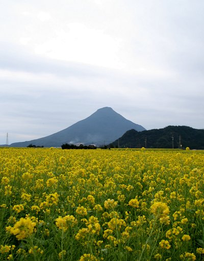 黄色い絨毯・・・「いぶすき菜の花ウォーク・その７」_d0030373_16111292.jpg