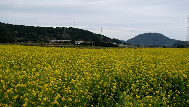 黄色い絨毯・・・「いぶすき菜の花ウォーク・その７」_d0030373_16114645.jpg