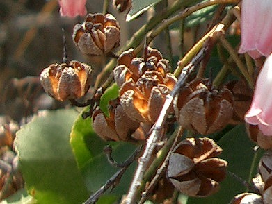 アケボノアセビ(曙馬酔木)_c0085874_1385448.jpg