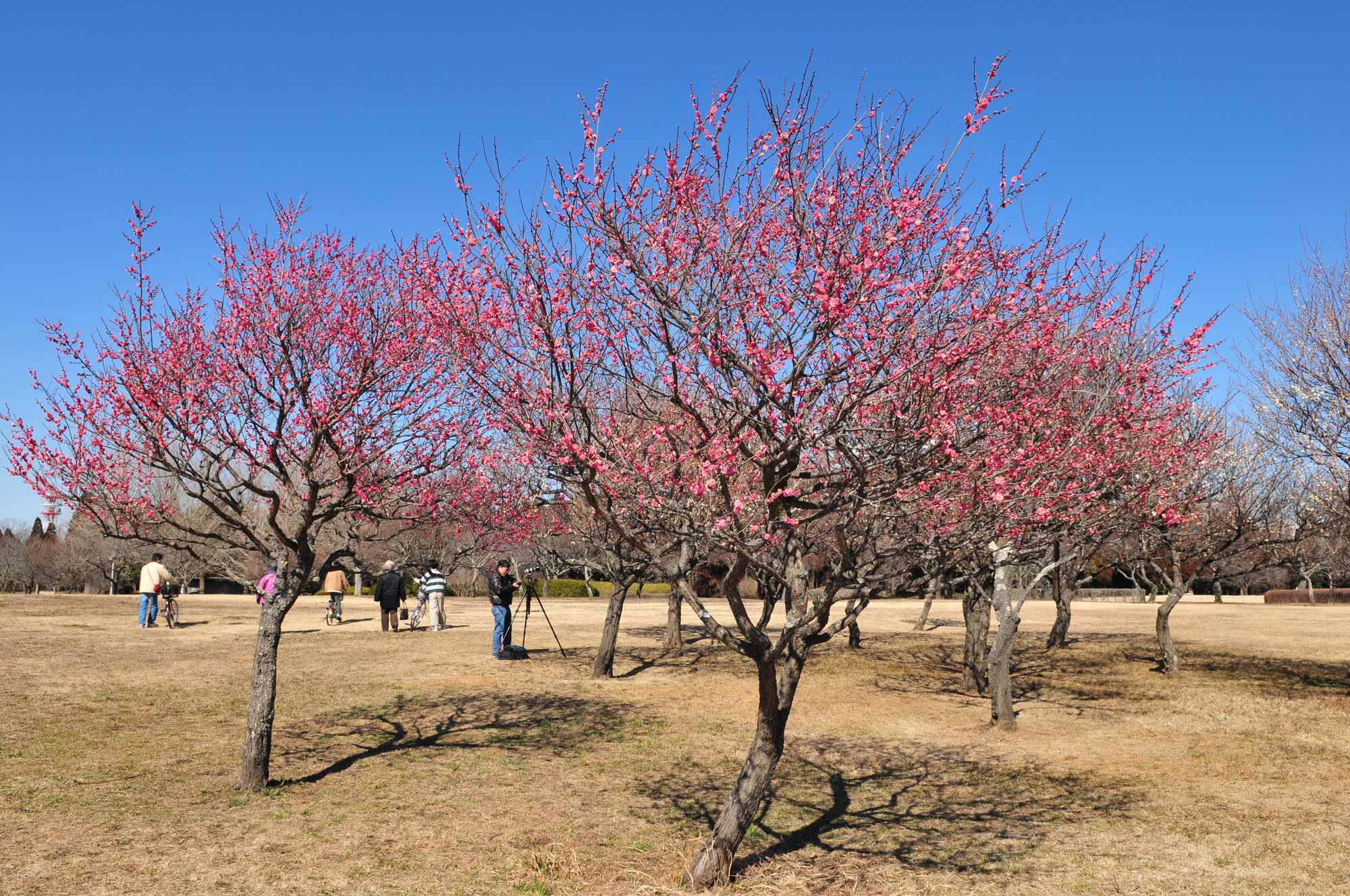 昭和の森梅園_e0071178_429544.jpg