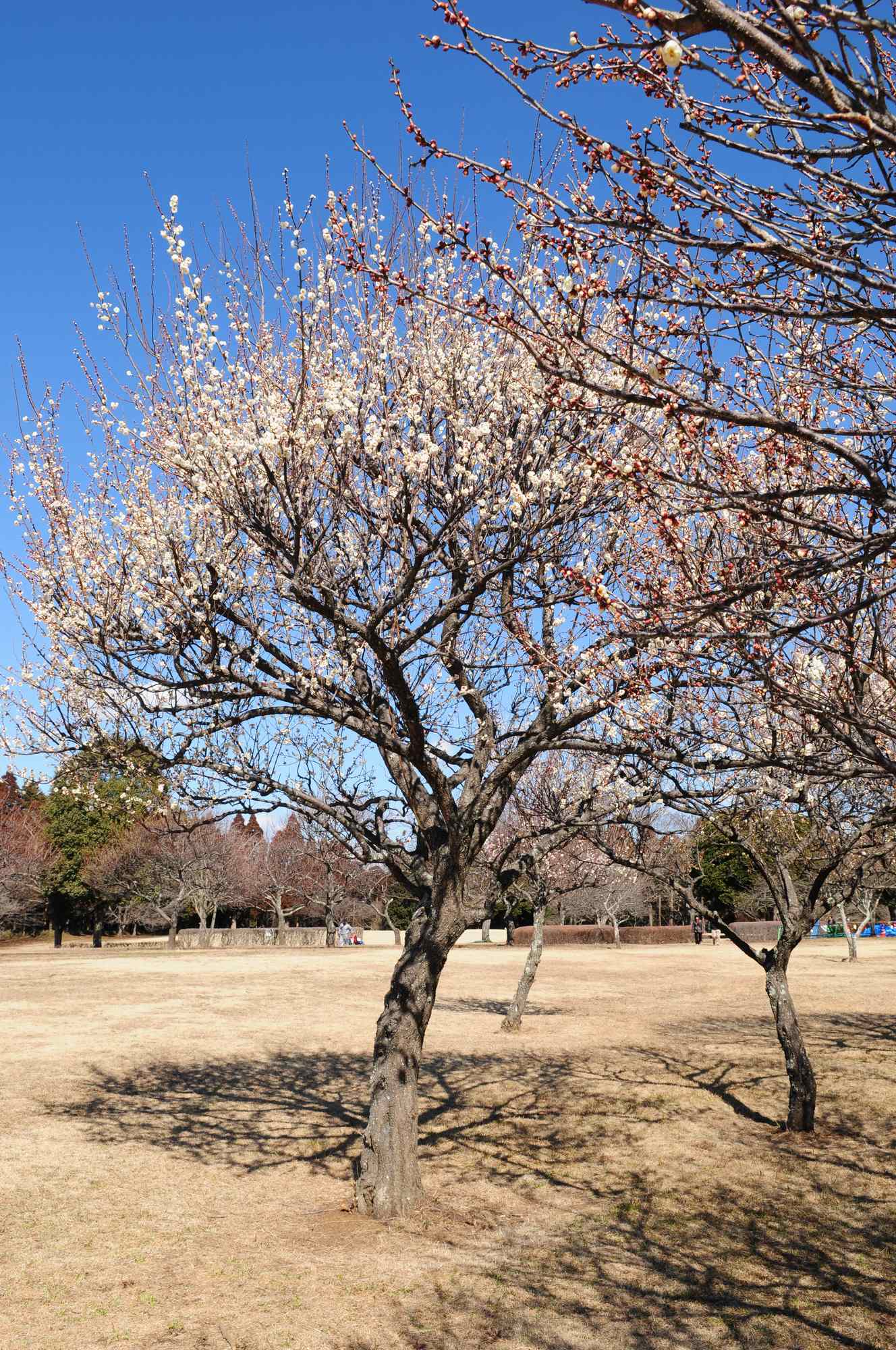 昭和の森梅園_e0071178_4412154.jpg