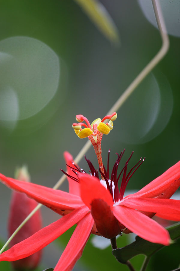 熱帯植物園_c0134879_22503883.jpg