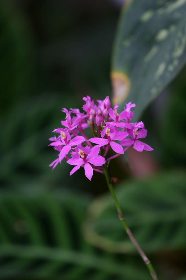 熱帯植物園_c0134879_22505335.jpg