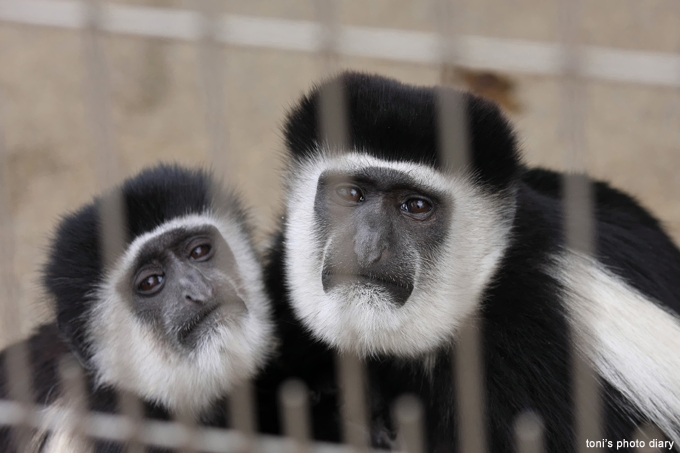 おサル à la carte : Toni's photo diary “Chapter Ⅱ”